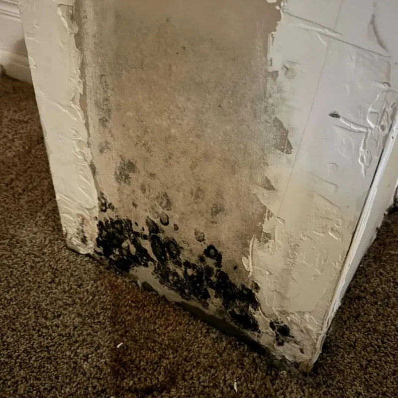 Professional Mold Removal in Walnutport, PA